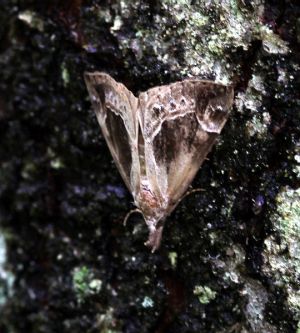 Hypena crassalis.RimvydoKindurio. 120708-22-copy.jpg