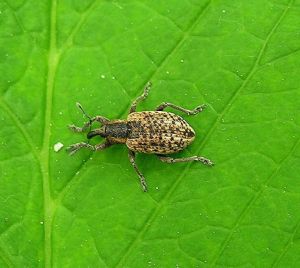 Hypera suspiciosa.MKE.2010-05-15.jpg