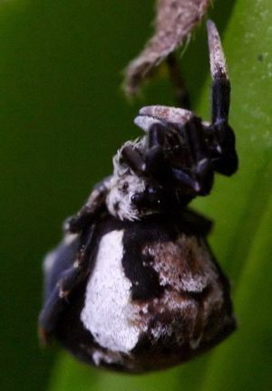 Hyptiotes paradoxusMKE.Rimvydo.jpg