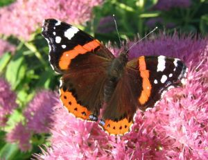 IMG 0015-crop.jpg