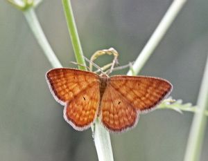 Idaea serpentata.RimvydoKindurio.120707-11-copy.jpg