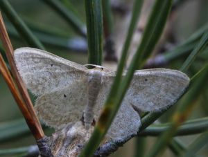 Idaea sylvestraria.R.Kindurio140718-13-copy.jpg