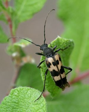 Judolia sexmaculata.Rimvydo.090628.jpg