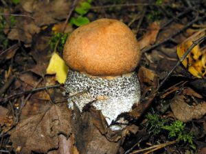 Juosvazvynis raudonvirsis1.MKE.2006-09-10.jpg