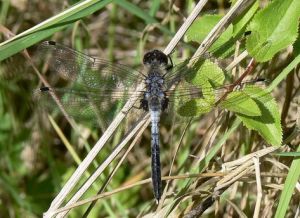 LEUCORRHINIA ALBIFRONS.MKE.patinas.jpg