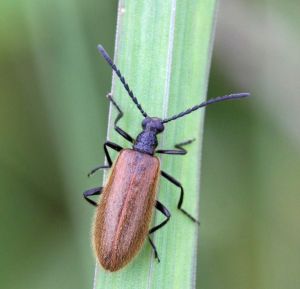 Lagria hirta.R.Kindurio140701-45.jpg