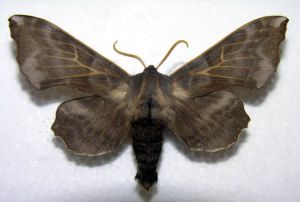 Laothoe amurensis.MKE.jpg