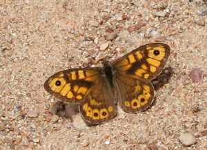 Lasiommata megera.Rimvydo Kindurio.150907-05.jpg
