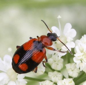 Lebia cruxminor.R.Kindurio.130620-52-copy.jpg