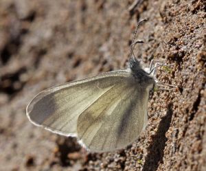Leptidea juvernica. R.Kindurio140429-25.jpg