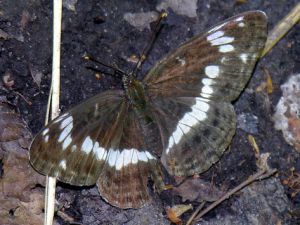 Limenitis camilla 2006-07-16.jpg