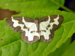 Lomaspilis marginata2.JPG