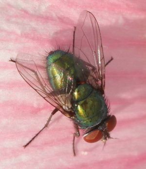 Lucilia sericata.MKE.2010-07-21.jpg