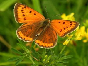 Lycaena dispar.jpg