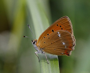 Lycaena virgaureae.Rimvydo.090716-05.jpg