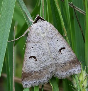 Lygephila pastinum.RimvydoKindurio.110716.jpg