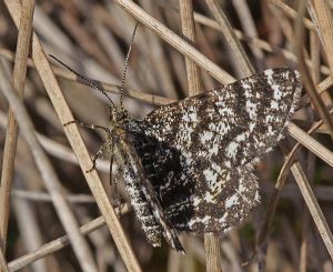 Macaria carbonaria.RimvydoKindurio.120522-09-copy.jpg