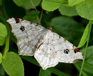Macaria notata.RimvydoKindurio.100612.jpg
