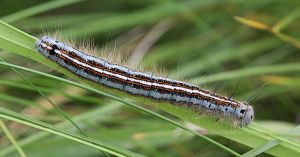 Malacosoma neustria.R.Kindurio.130614-52-copy.jpg