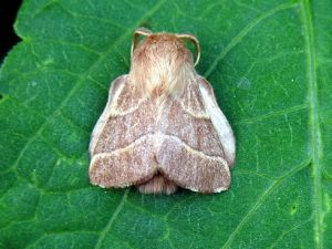 Malacosoma neustria. MKE.jpg