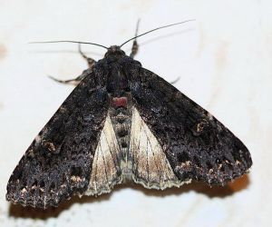 Melanchra persicariae.MKE.2011-0702.jpg