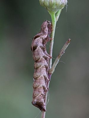 Melanchra persicariae.RimvydoKindurio. 120908-13-copy.jpg
