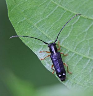 Menesia bipunctata.R.Kindurio.130617-46-copy-2.jpg