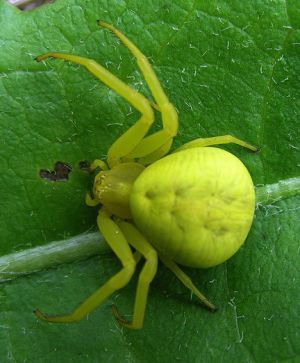 Misumena vatia.MKE.2008-05-18.jpg