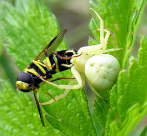 Misumena vatia.MKE1.jpg