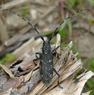 Monochamus sutor.Rimvydo.090701.jpg