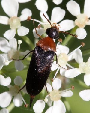 Mordellochroa abdominalis.Rimvydo.100606-04.jpg