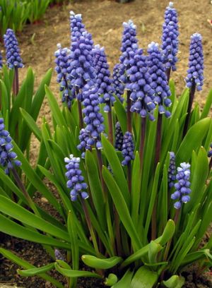 Muscari botryoides.MKE.2007-04-23.jpg