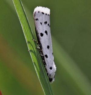 Myelois circumvoluta.R.Kindurio.120610-50.jpg