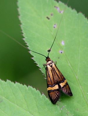 Nemophora degeerella.RimvydoKindurio.110624.jpg