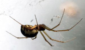 Neriene peltata.Rimvydo.jpg