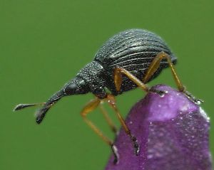 Nezinomas.Rimvydo.090524-33.jpg