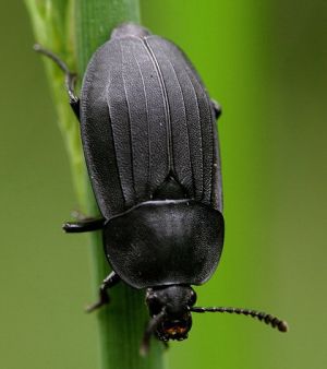 Nezinomas1.Rimvydo.090628-66.jpg