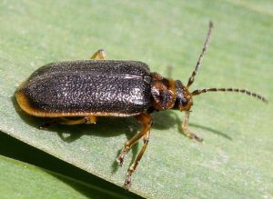 Nezinomas4.Rimvydo.100519-50.jpg