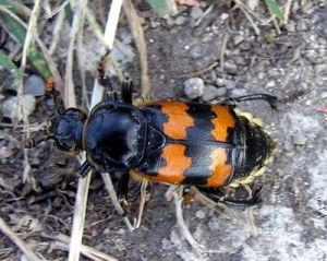 Nicrophorus vespillo1. MKE.jpg
