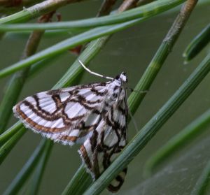 Nymphula nitidula.R.Kindurio.140718-11.jpg
