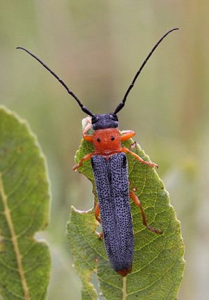 Oberea oculata.RimvydoKindurio.2011-08-20.jpg