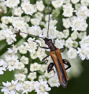 Oedemera femorata.R.Kindurio.130609-64-copy.jpg