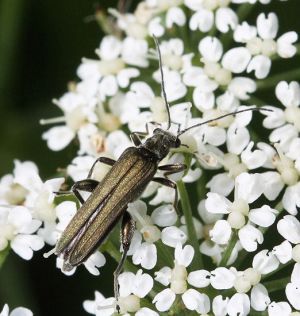 Oedemera virescens.Rimvydo Kindurio.130609-50-copy.jpg