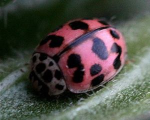 Oenopia conglobata1.Rimvydo.110110-03.jpg