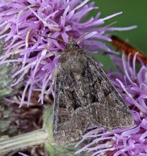 Oligia latruncula.R.Kindurio.150713-22.jpg