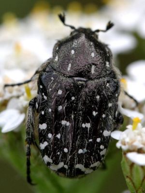 Oxythyrea funesta1.Rimvydo.jpg