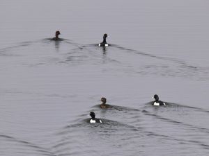 P1070659-KuodAnt.jpg