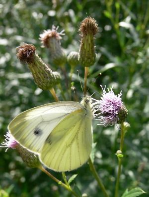 P1130129-crop.jpg