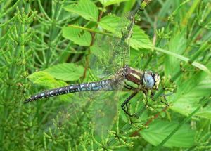 P1250015-Brachytron pratense.jpg