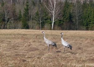 P1350143-grus1.jpg